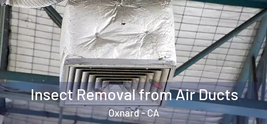 Insect Removal from Air Ducts Oxnard - CA